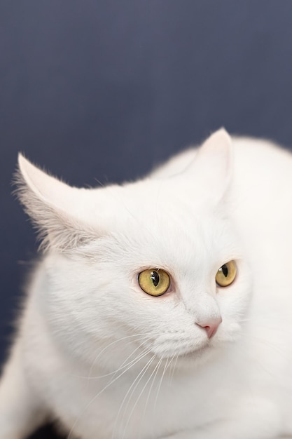 Gato británico de pura raza sobre un fondo azul Retrato Mascotas