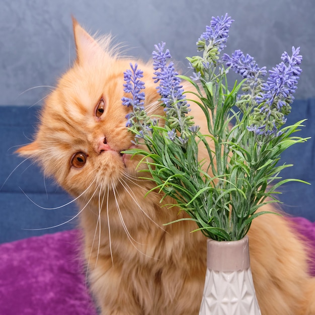 Gato británico rojo oliendo flores