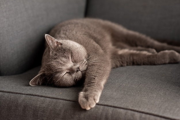 Gato britânico shorthair deitado na mesa branca. espaço de cópia