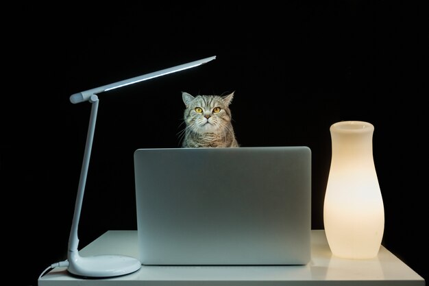 Gato británico sobre la mesa con cuaderno.