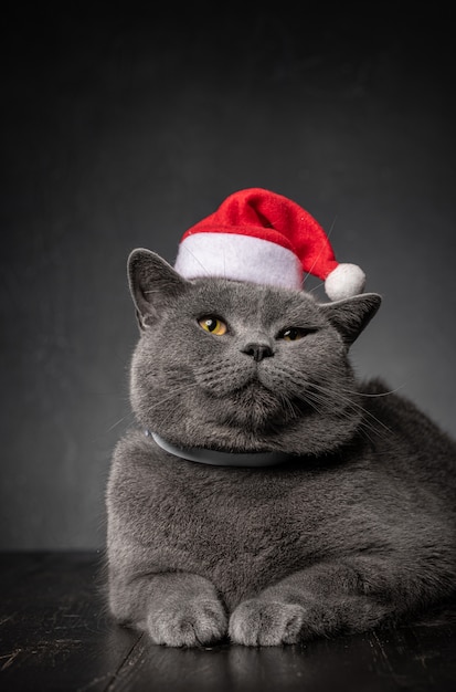 Gato británico en un sombrero de santa