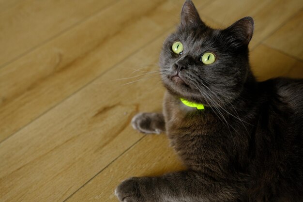 Gato británico tirado en el suelo en casa Retrato de raza de pelo corto británico