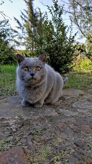 gato británico