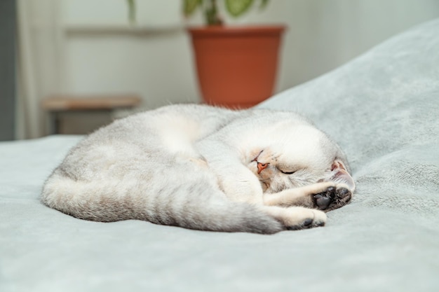 Gato british shorthair dorme em uma colcha cinza