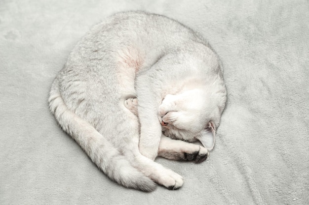 Gato british shorthair dorme em uma colcha cinza