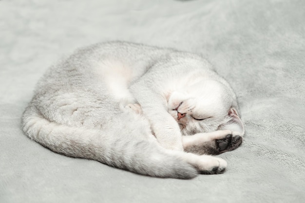 Gato British Shorthair dorme em uma colcha cinza