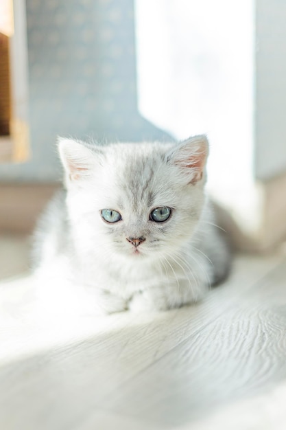 Gato British Shorthair listrado de cor cinza, um lindo e lindo gatinho bebê descansando confortavelmente