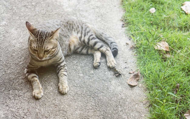 El gato de Brown se acostó en el piso cerca de la hierba en el parque.