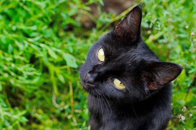 Gato bruja negra con ojos amarillos sobre fondo de hierba verde