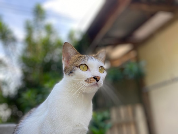 gato buscando pájaros en el jardín