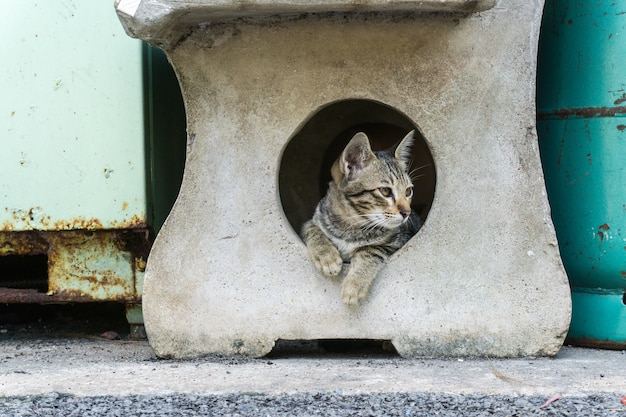 Gato cachorro perezoso