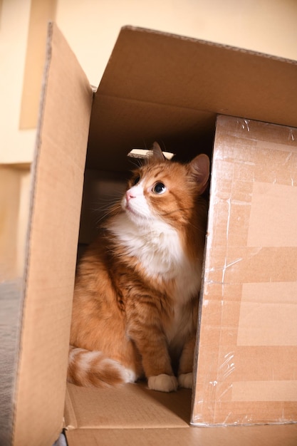 Foto gato en una caja de cartón