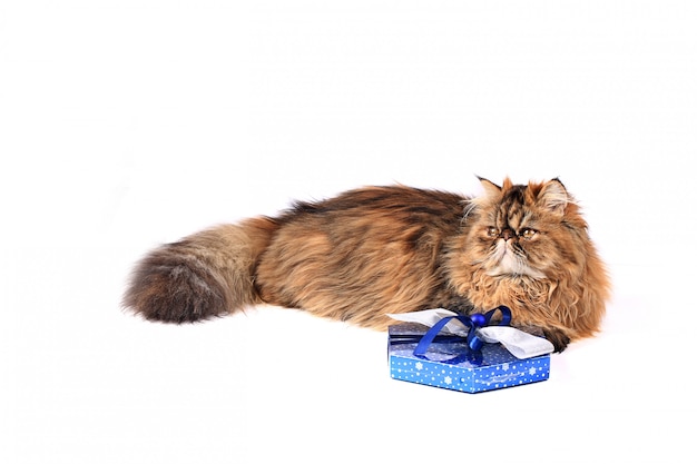 Gato con la caja de regalo aislada en el fondo blanco. gato persa tricolor