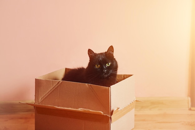 Gato en la caja sorpresa esponjosa asomando de un paquete lúdico