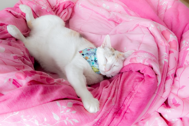 un gato calicó durmiendo en un colchón rosa