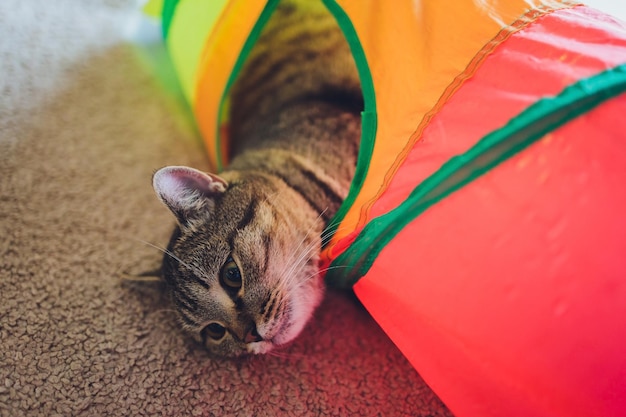 Gato calicó enmarcado y alerta en un túnel de juguete para gatos