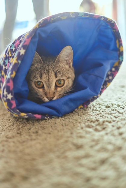 Gato calicó enmarcado y alerta en un túnel de juguete para gatos