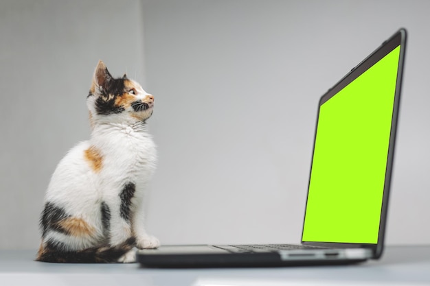 Gato Calico mirando una computadora portátil con pantalla verde mientras está sentado en un fondo blanco
