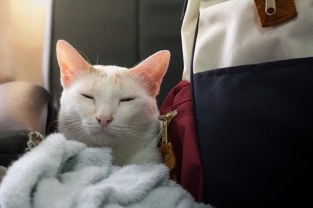 Foto gato de calicó que se sienta cerca de bolso en el sofá negro.