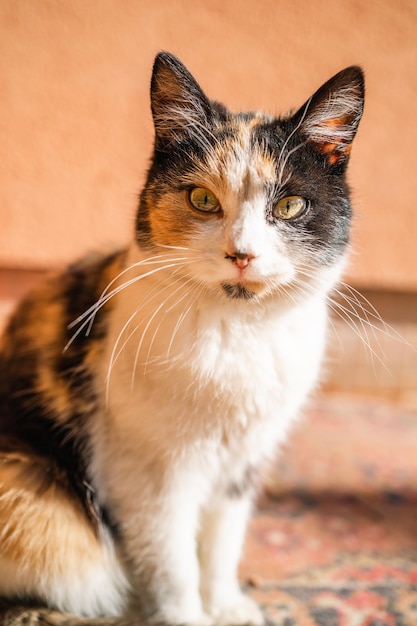 Un gato calico se sienta sobre una alfombra.