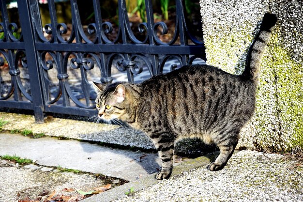 Foto gato en la calle de adoquines