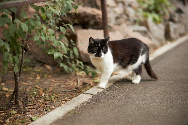 Gato en la calle Gato callejero Gato en el patio