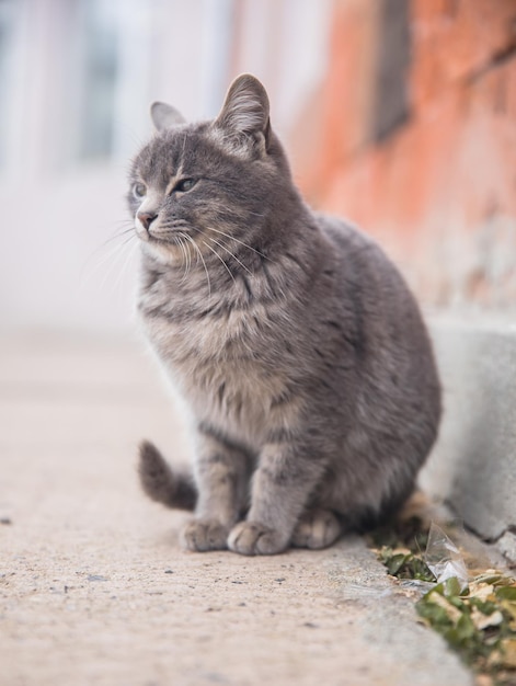 gato en la calle