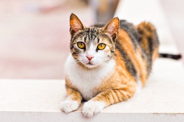 Gato en la calle