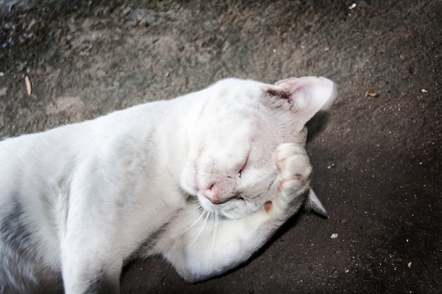 gato callejero blanco en acción confusa