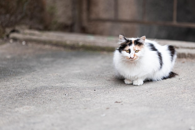 Gato callejero blanco con manchas rojas y negras sentado en el asfalto