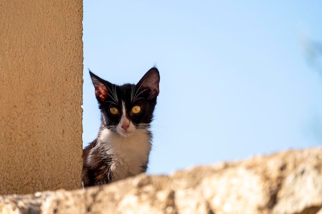 Gato callejero blanco y negro joven en una pared descansando y tomando el sol