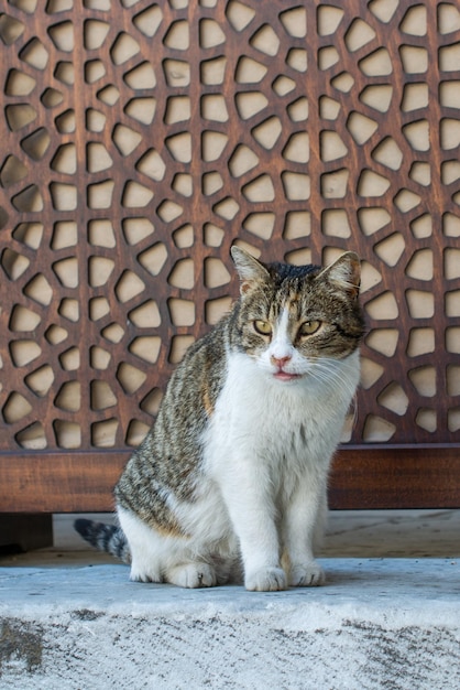 Gato callejero en la calle