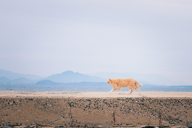 Gato callejero caminando en la ciudad