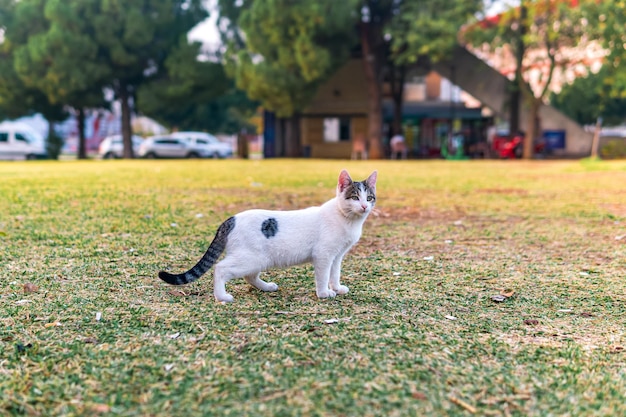 Gato callejero en el césped del parque