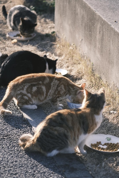 Foto gato callejero comiendo comida de gato al atardecer