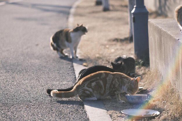 Foto gato callejero comiendo comida de gato al atardecer