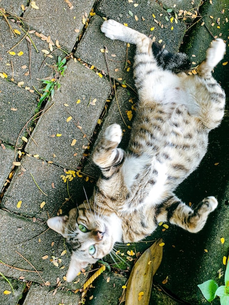 gato callejero durmiendo en el suelo