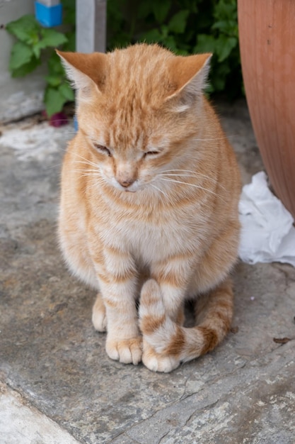 Gato callejero Gatito de raza jengibre abandonado Foto vertical