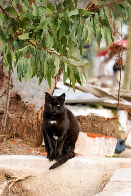 El gato callejero. Gato abandonado, abandonado y solo al aire libre.