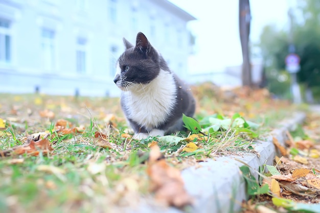 gato callejero / gato solitario sentado afuera, mascota, callejero