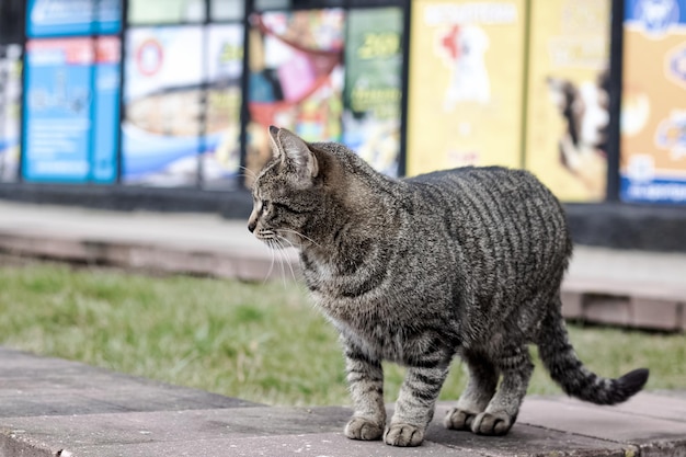 Un gato callejero gris se para y mira con interés.