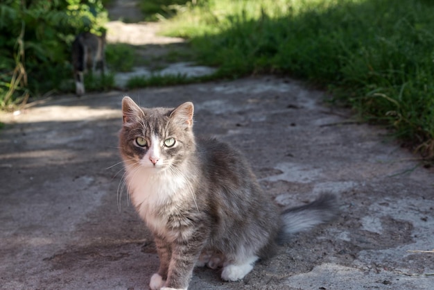 Gato callejero gris posando para la cámara