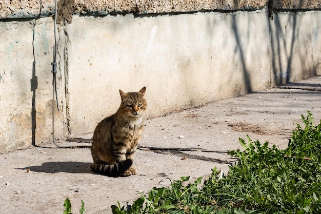 Gato callejero gris sentado cerca de la hierba verde