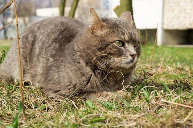 Gato callejero gris sentado en la hierba verde de cerca