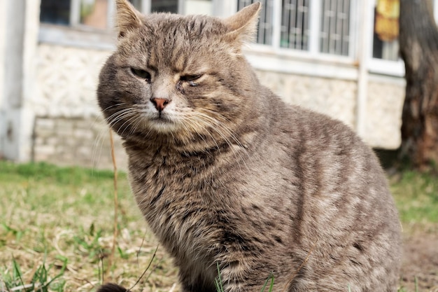 Gato callejero gris sentado en la hierba verde de cerca