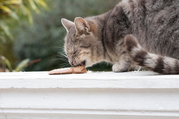 Gato callejero hambriento sin hogar en una balaustrada blanca come comida de paté de gato El concepto de cuidar a los animales callejeros