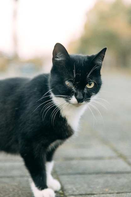 Un gato callejero con una herida en el ojo Ayudando a los animales abandonados