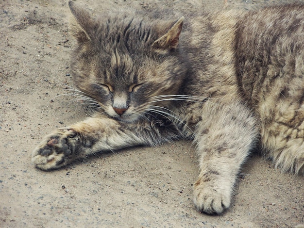 Gato callejero sin hogar Gato callejero sin hogar en la calle rústica