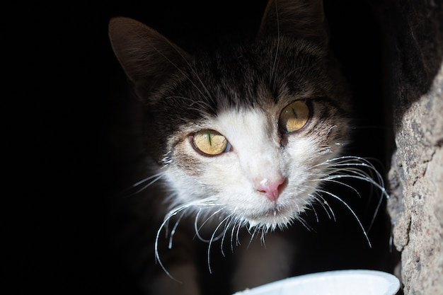 Gato callejero sin hogar en un recipiente manchado con crema agria