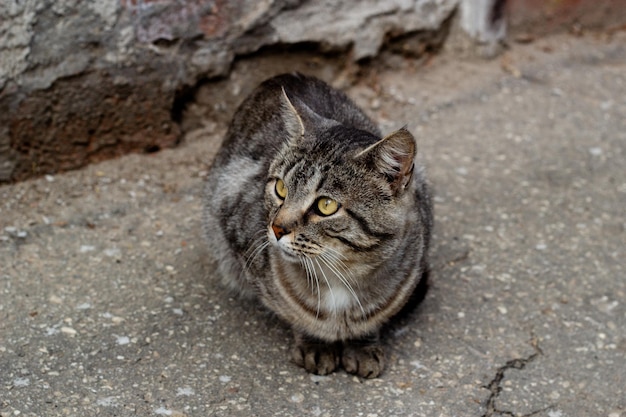 Gato callejero sin hogar sentado en el asfalto